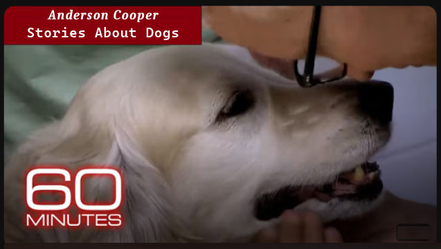 Dianne Ames - Doggie Days