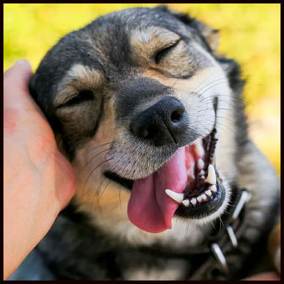 Dianne Ames - Doggie Days